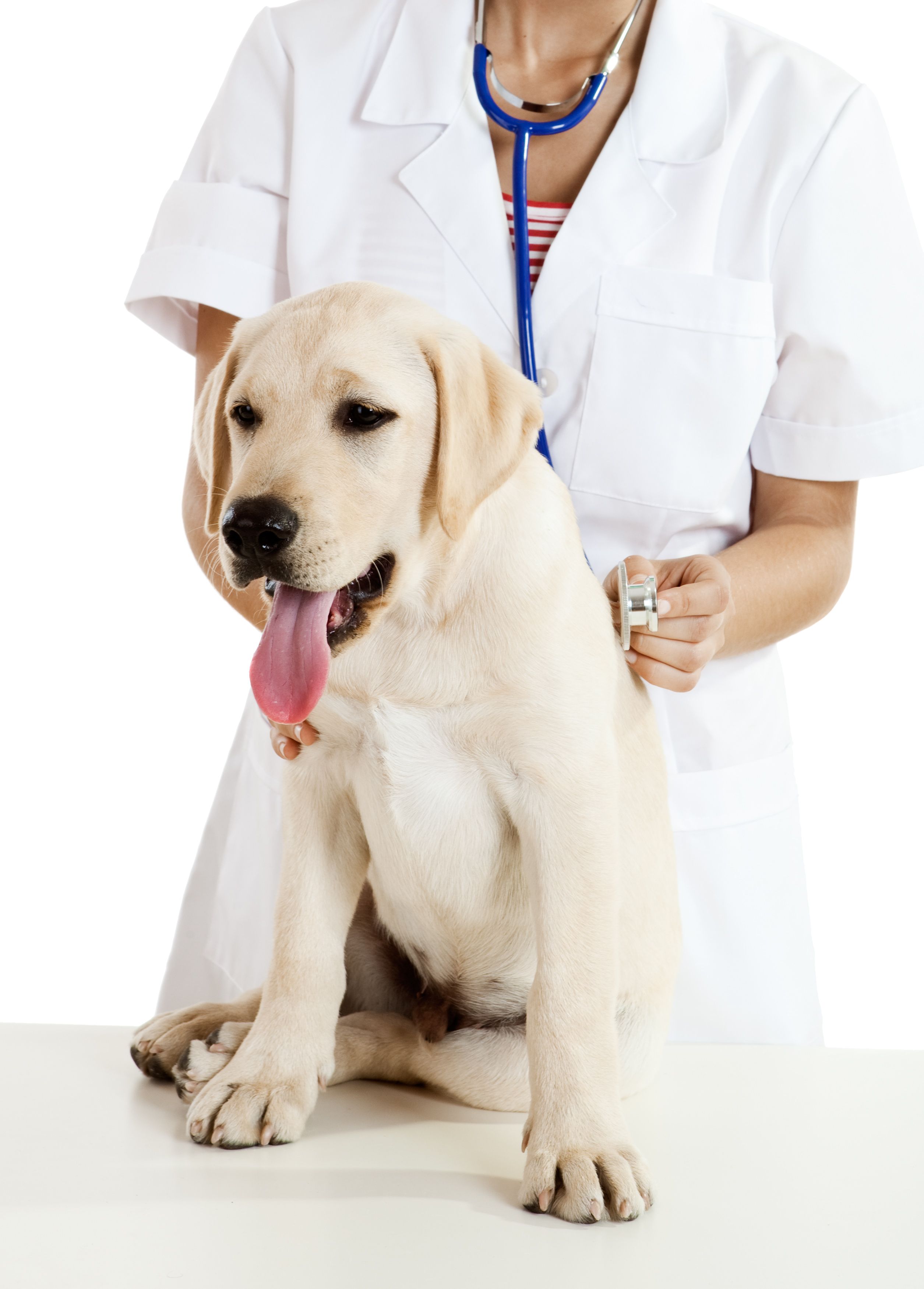 How to Know when You Should Visit a Veterinary Hospital in Volusia County