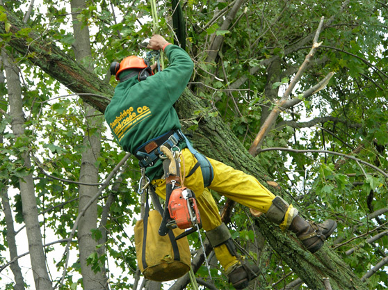 Professional Tree Service – Ensuring Health & Safety of Your Trees