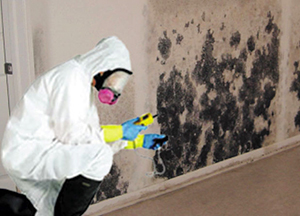 Hiring Mold Damage Experts