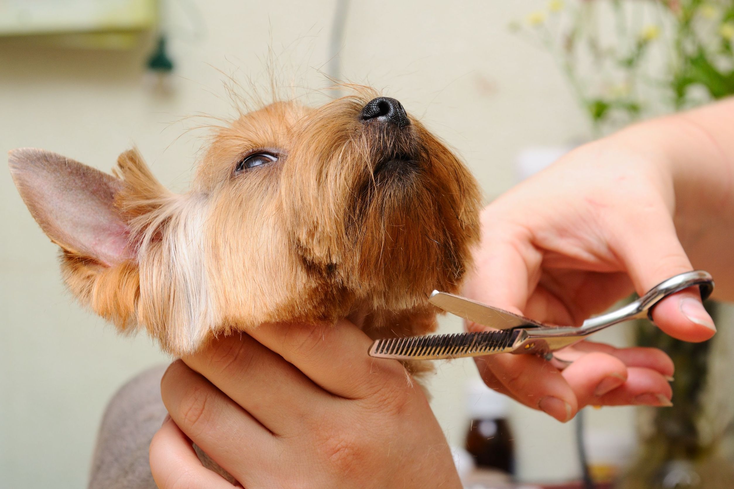Choosing a Full-Service Dog Grooming Center in Alexandria VA