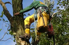 Hire Someone Regarding Emergency Tree Work in Arlington for Your Home