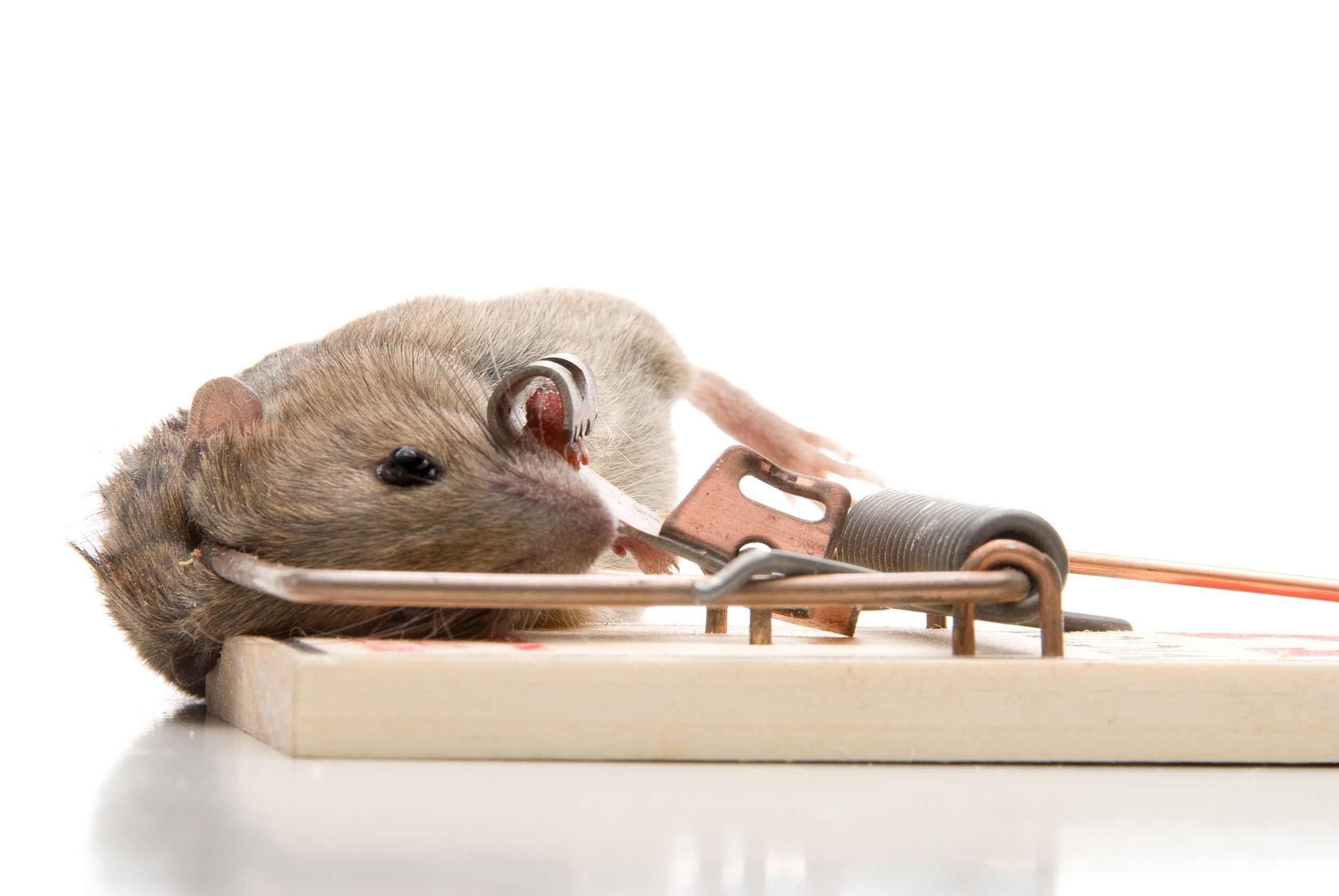 Get Rid of Rodents With Pest Management Services in Ashburn VA
