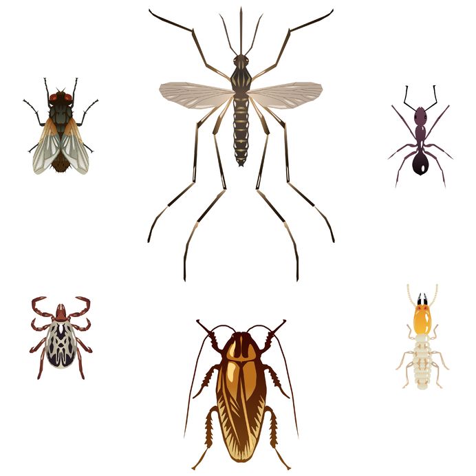 Professional Termite Control Services in Washington, PA Get Rid of Termites Before You Know it