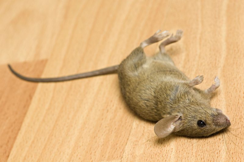 Rodents Will Invade Clean Homes during the Winter