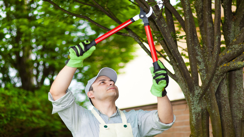 Critical Reasons to Use Professional Tree Trimming in Maui for Your Home