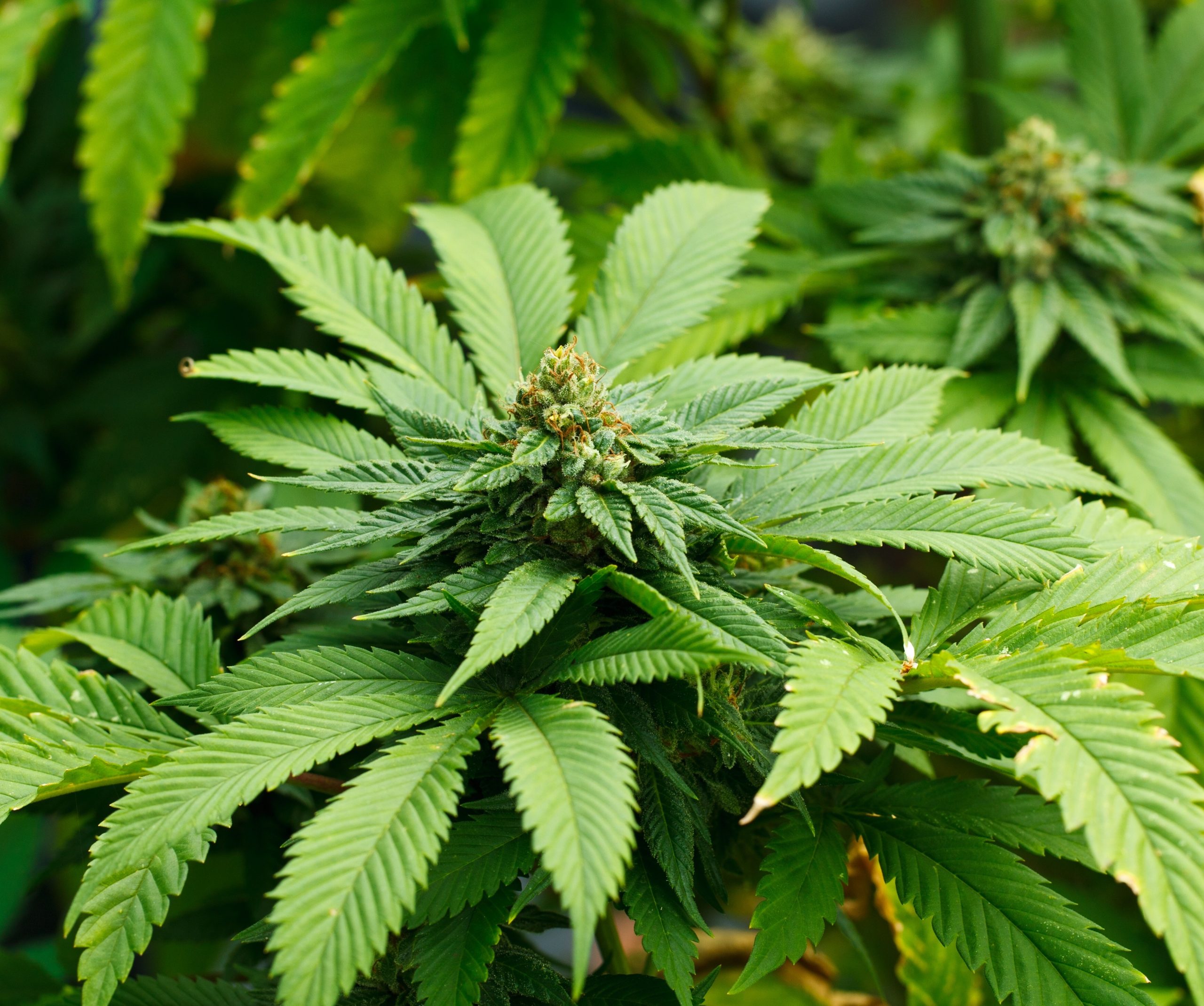 Things to Know Now that Adult Use Cannabis in Millbury is Legal