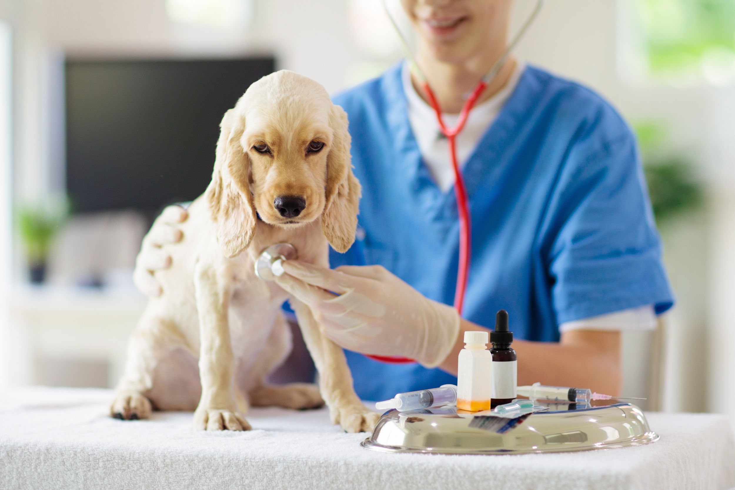 Extend and Improve the Life of Your Pet With a Veterinarian in Riverside CA