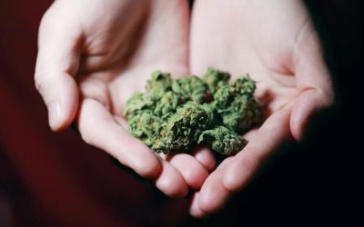 Why Should You Buy From Local Weed Shops Near Mesa County, CO?