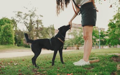 Get Lasting Obedience with a Dog Training Service Tucson AZ Residents Rely On