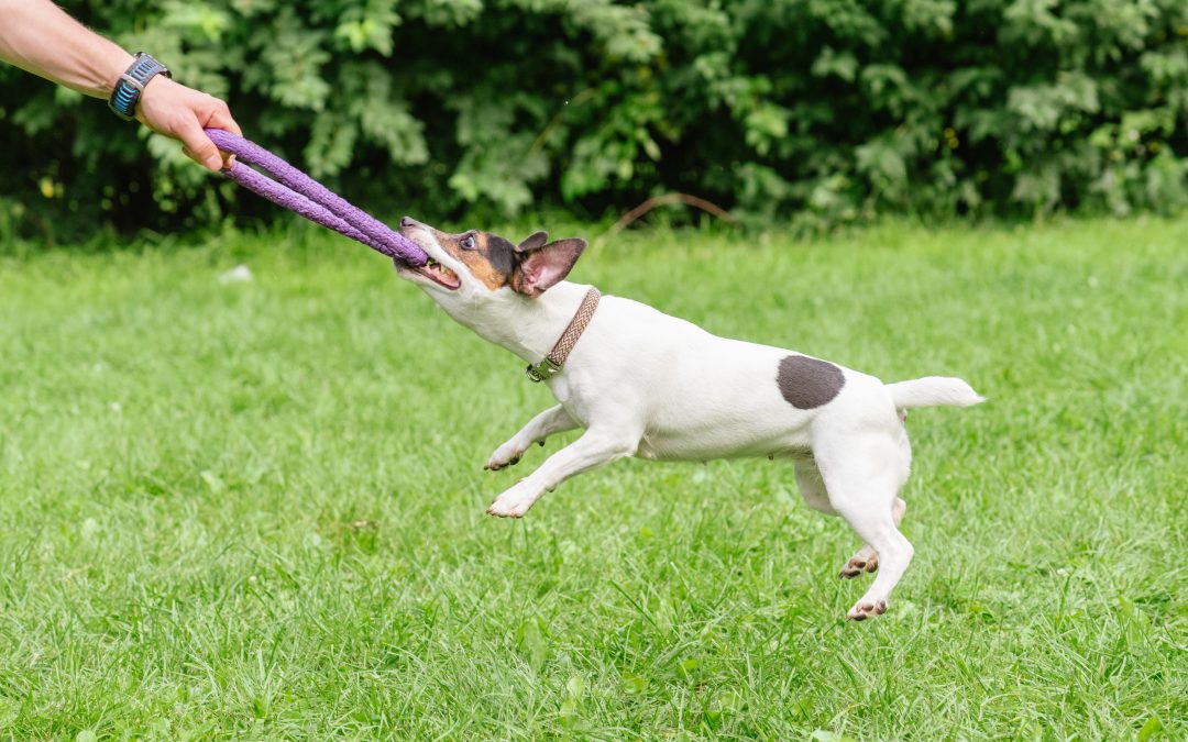 Master peaceful walks at home with Dog Behavior Training Arlington TX for lasting results