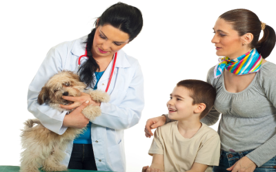 How an Orthopedic Brace For Dogs Can Help Your Pet Recover From Joint Injuries Faster