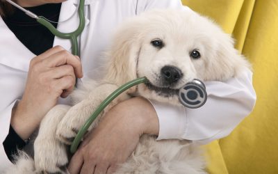 Why Choosing a Veterinarian in Ripon, WI Means Personalized Care for Your Furry Friends