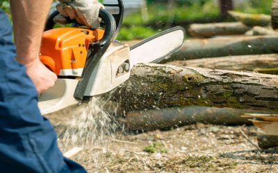 Tree Removal Adams County CO Solutions for Managing Overgrown or Hazardous Trees