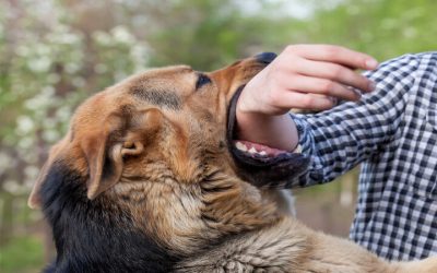 Protect Your Rights with a Skilled Dog Injury Attorney Tacoma WA on Your Side