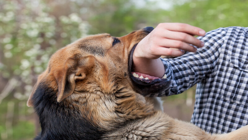 Protect Your Rights with a Skilled Dog Injury Attorney Tacoma WA on Your Side