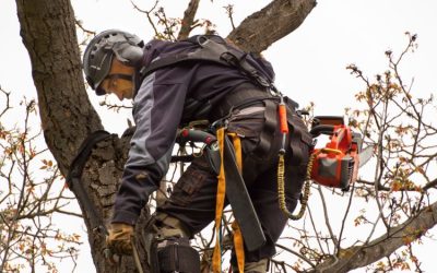 Signs Your Property Needs a Commercial Tree Service Cape Coral Can Handle with Care
