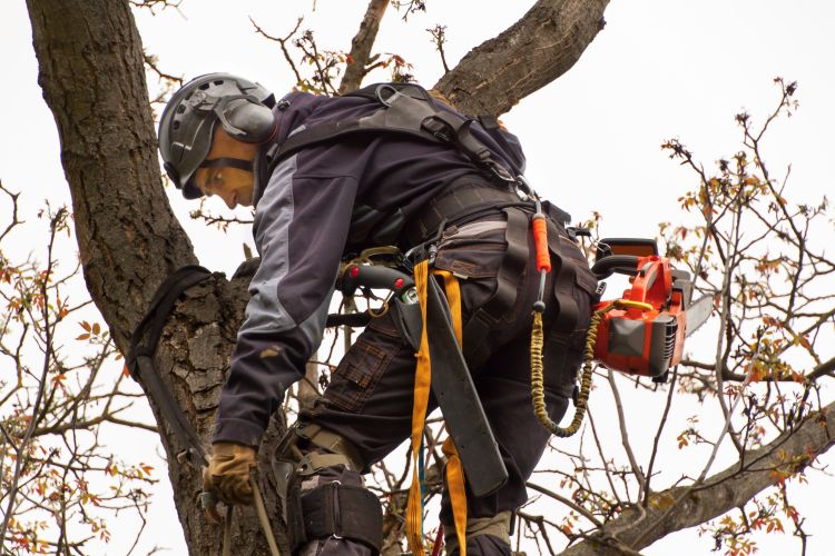 Signs Your Property Needs a Commercial Tree Service Cape Coral Can Handle with Care
