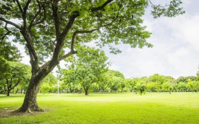 Smart Tips to Buy Land In California and Secure Your Financial Future