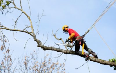 Signs Your Yard Could Benefit From Professional Tree Services Jacksonville, FL Experts Provide