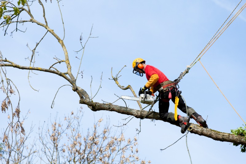 Signs Your Yard Could Benefit From Professional Tree Services Jacksonville, FL Experts Provide