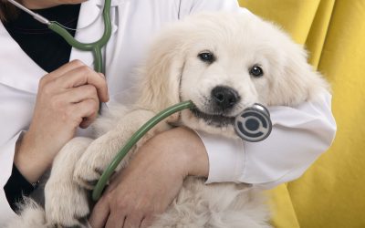 The Benefits of Choosing a Small Animal Clinic Saskatoon for Your Furry Friends