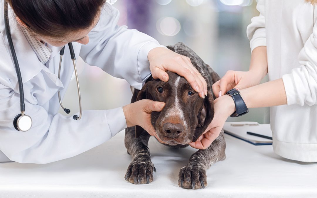 Find Trusted Care for Your Pets with a Veterinarian Near Monmouth County, NJ