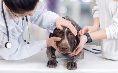 Find Trusted Care for Your Pets with a Veterinarian Near Monmouth County, NJ