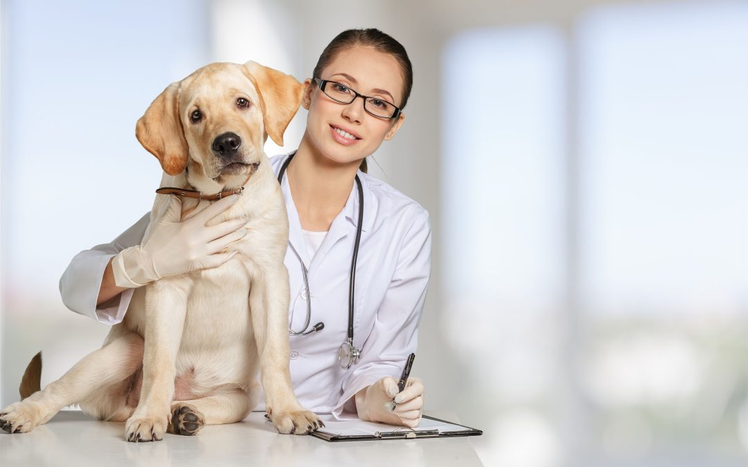 What to Expect From Veterinary Care in Lenexa, KS for Lifelong Pet Wellness