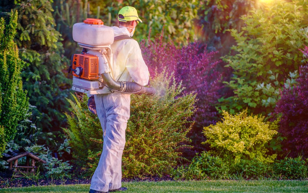 How Effective Weed Control in Olive Branch, MS, Can Give Your Lawn a Fresh Start