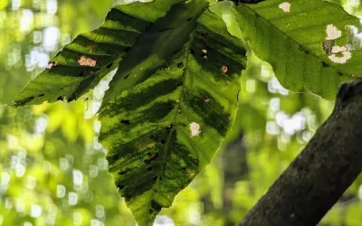 Learn How to Identify and Manage Beech Leaf Disease Passaic County, NJ Outbreaks