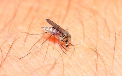 Gain Peace of Mind from Residential Mosquito Control Superior WI Solutions