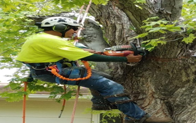 Transform Your Curb Appeal With A Professional Shrub Trimming Service Longmont CO Residents Trust