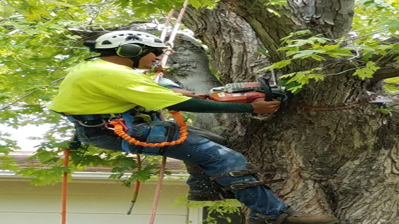 Transform Your Curb Appeal With A Professional Shrub Trimming Service Longmont CO Residents Trust