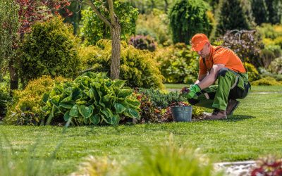 Keep Your Yard Healthy Year Round With Lawn Maintenance Services Land O Lakes FL