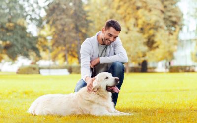 How Dog-Door Placement Creates Turf Odor Hotspots in Queen Creek Backyards