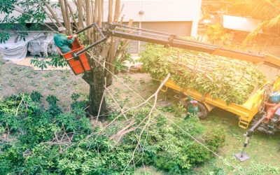 Avoid hazards with affordable debris removal in Ponte Vedra professionals for peace of mind