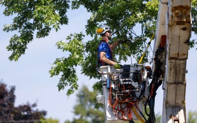 Benefits of Hiring a Tree Removal Company in Williamsburg, VA, for Storm Damage Cleanup
