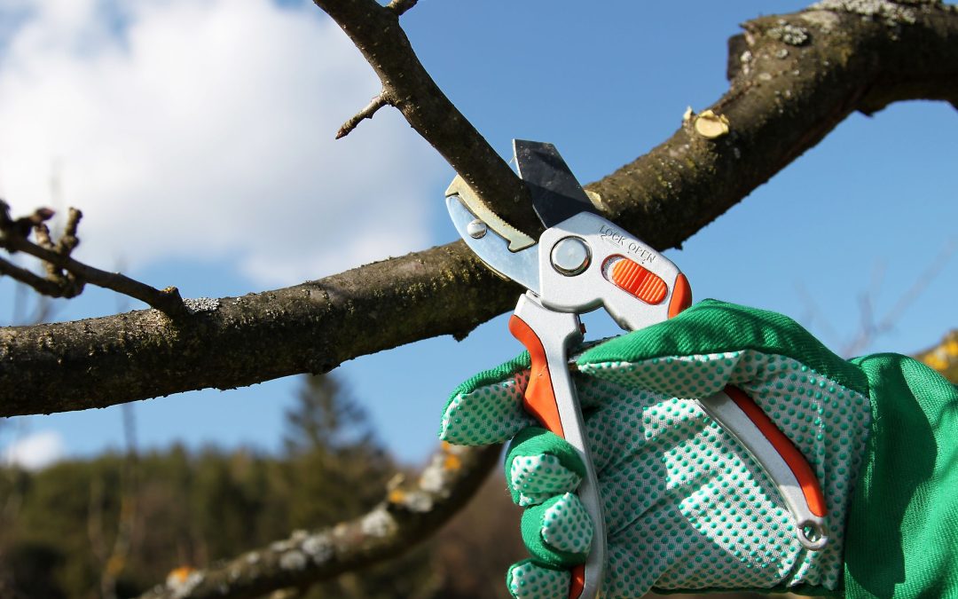 Common Mistakes to Avoid When Attempting Tree Pruning in Lafayette, LA Yourself